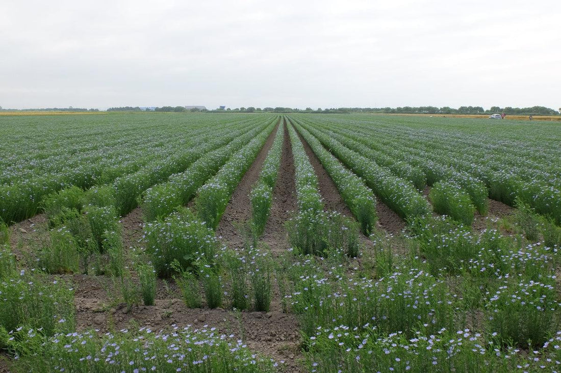 LIXIL　Living Deli コラム　ハードに使って育てる「リネン（亜麻）」の魅力