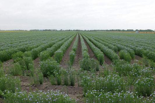 LIXIL　Living Deli コラム　ハードに使って育てる「リネン（亜麻）」の魅力