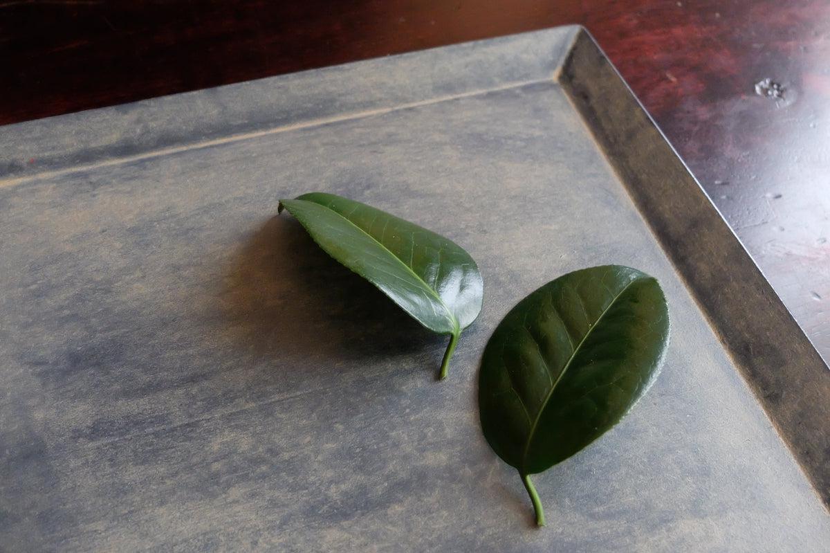 一閑張四角盆 寄竹